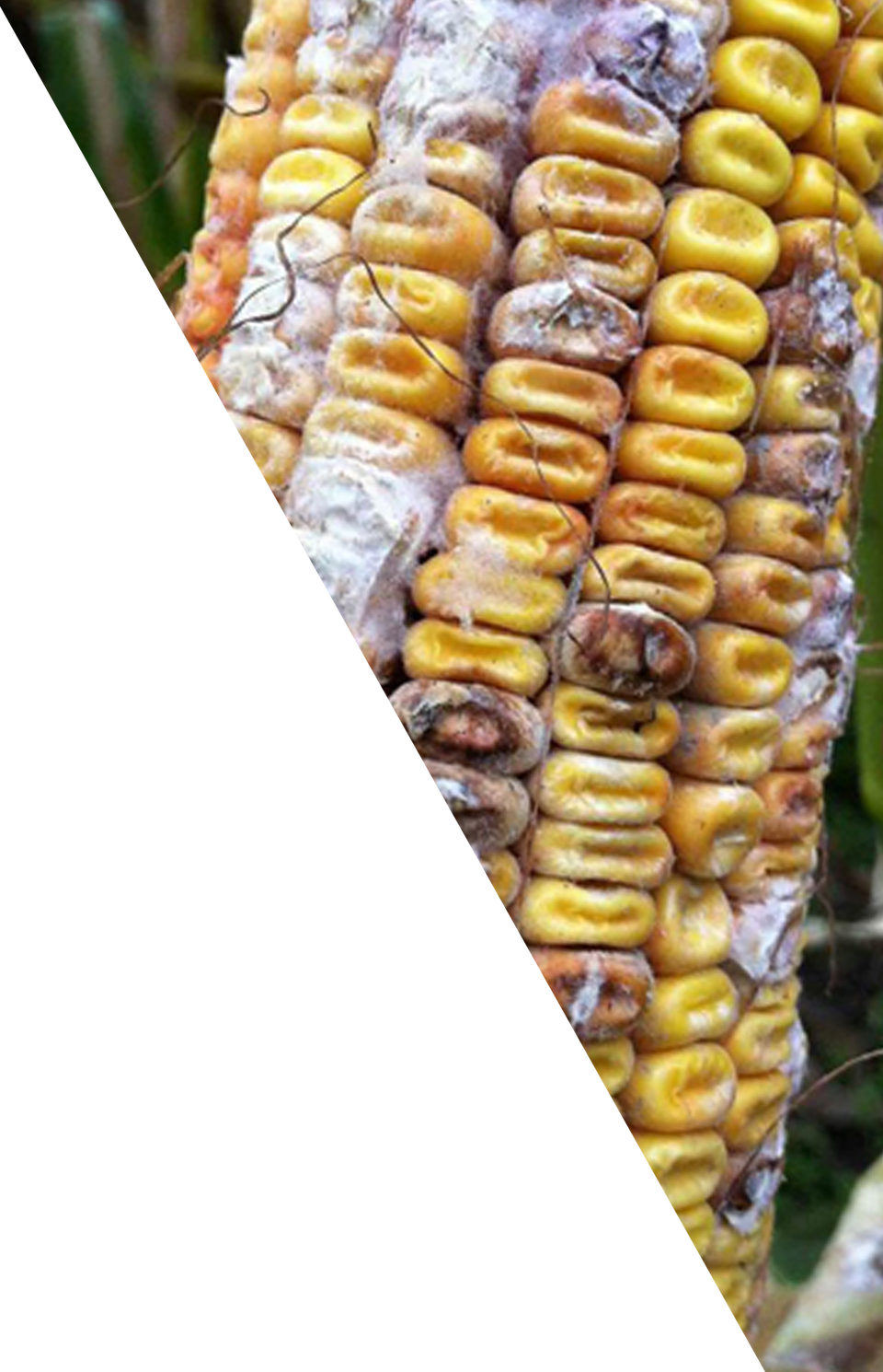 Corn Kernels (960x1490), Png Download