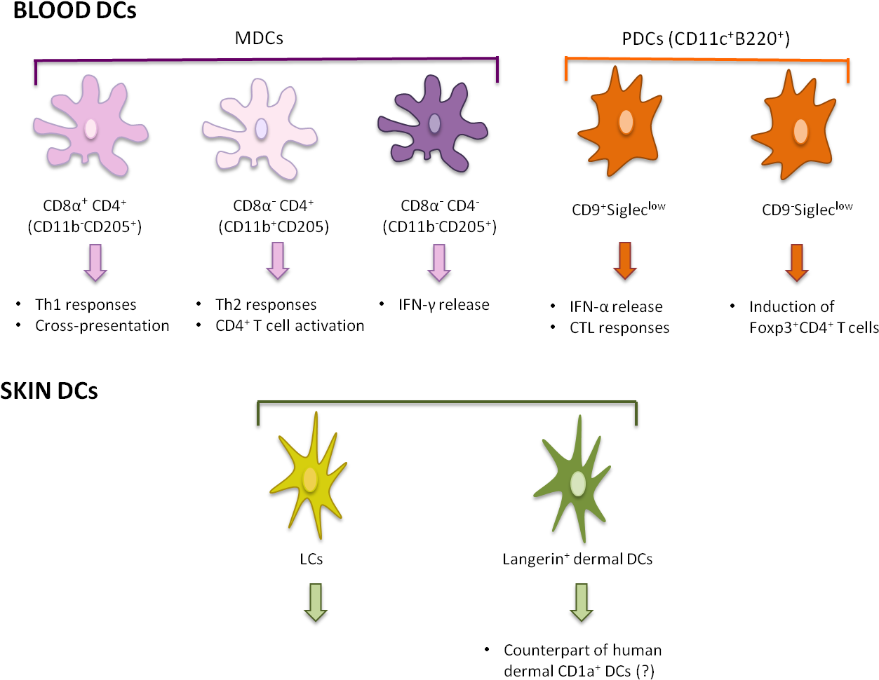 Figure 2 - - Mouse Dc Subsets (1318x1048), Png Download