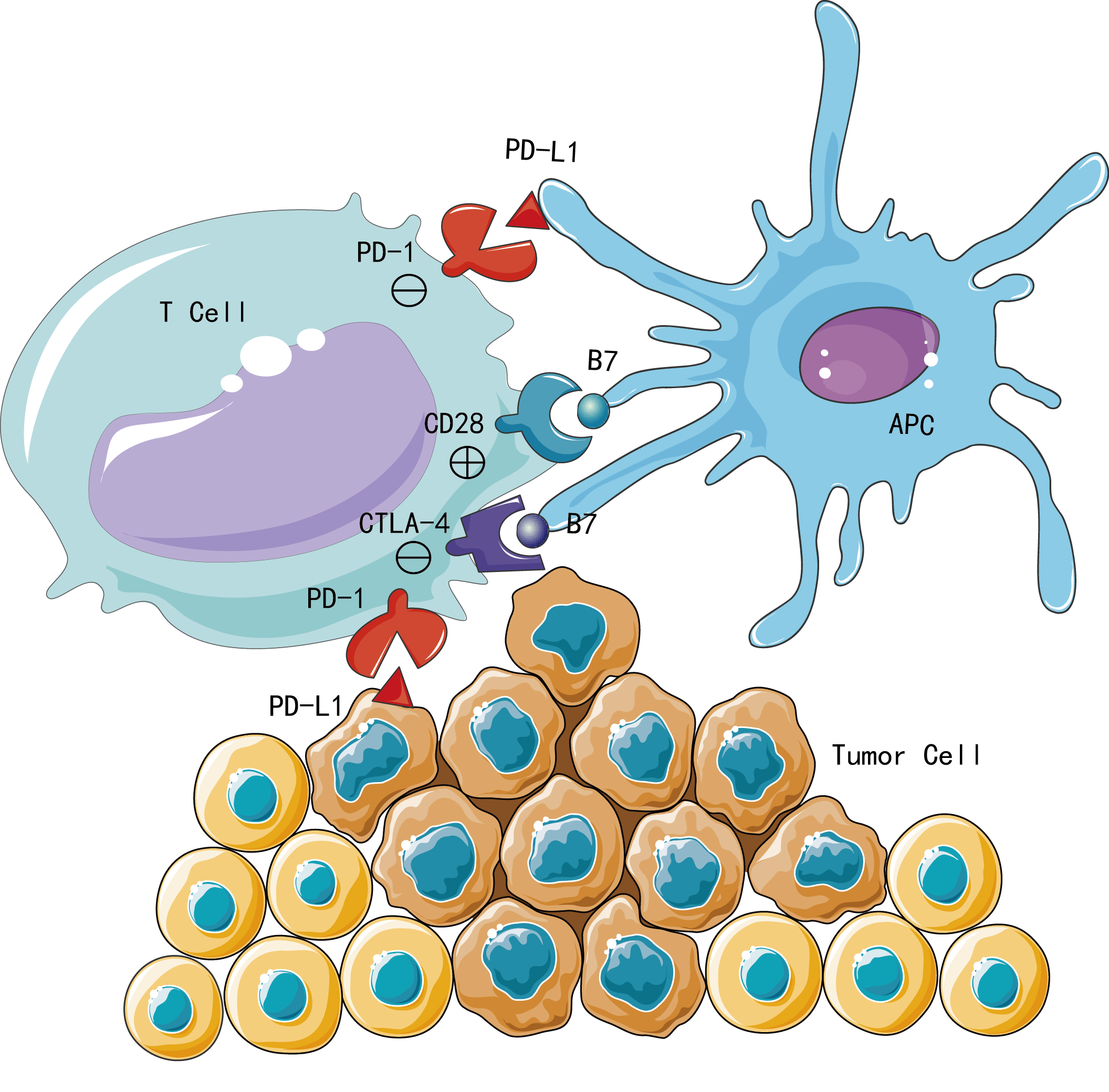 Restoring Immune System Function - Immune Checkpoint Inhibitors Cartoon (2112x2079), Png Download