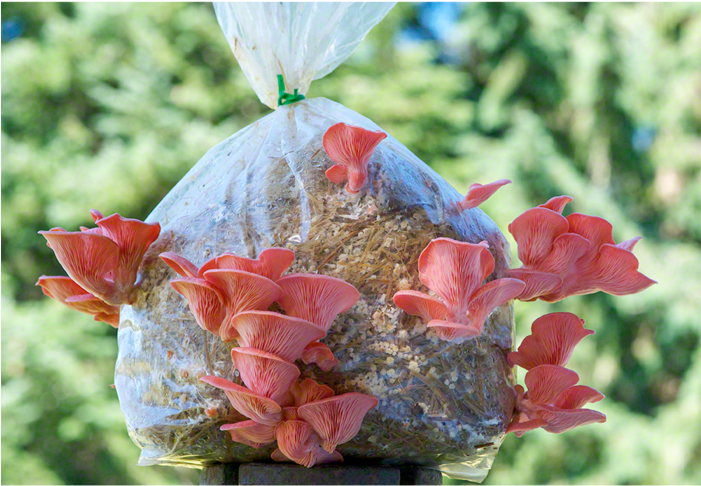 The Pink Oyster Mushroom Patch™ - Pink Oyster Mushroom (700x700), Png Download