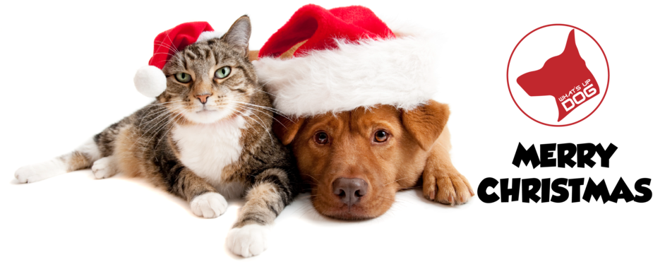 Download Dog Cat Christmas Dog And Cat With Santa Hat Full Size Png Image Pngkit