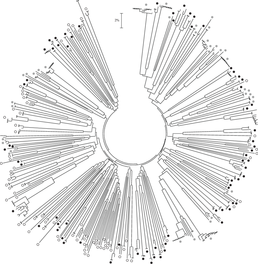 Neighbour-joining Tree Based On K2p Distances From - Circle (850x869), Png Download