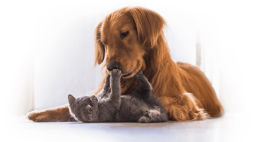 Trusted La Crescenta Veterinarians - Cat And Dog (980x551), Png Download