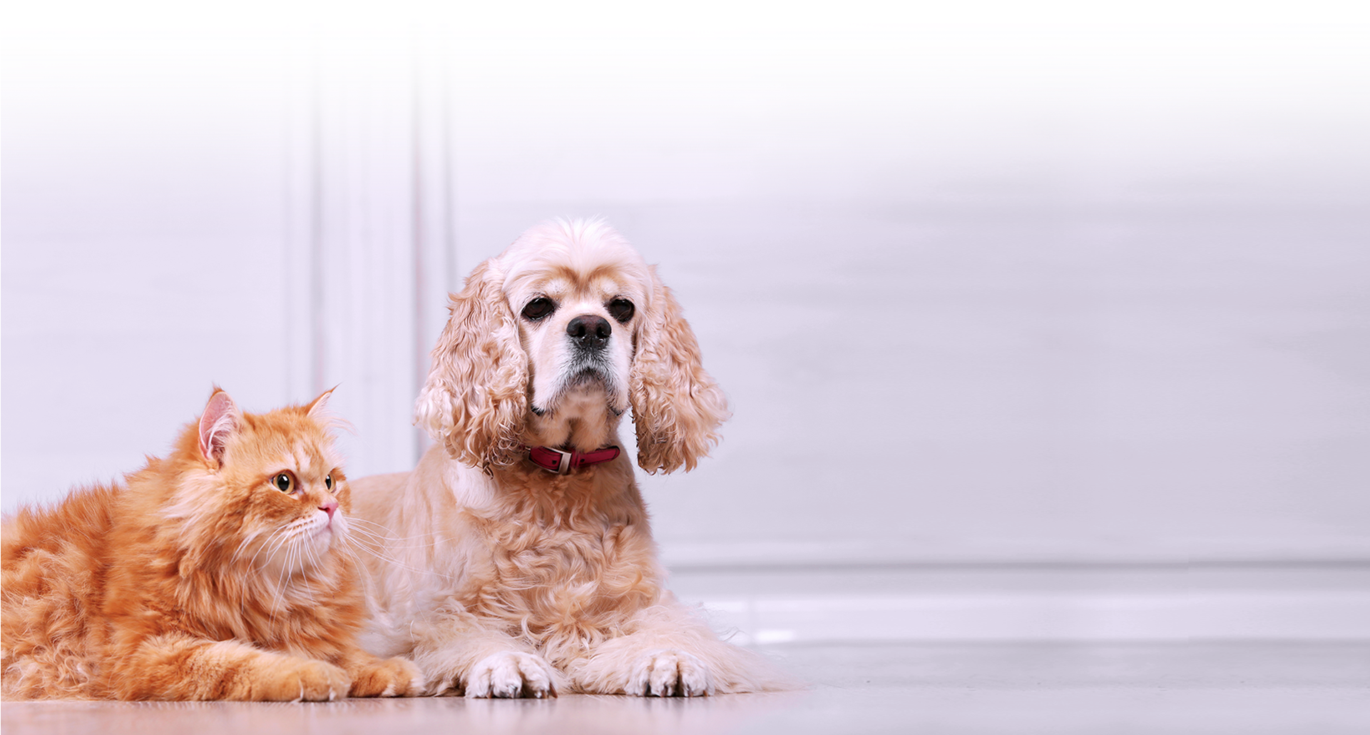 More Information Coming Soon - American Cocker Spaniel (1920x1039), Png Download