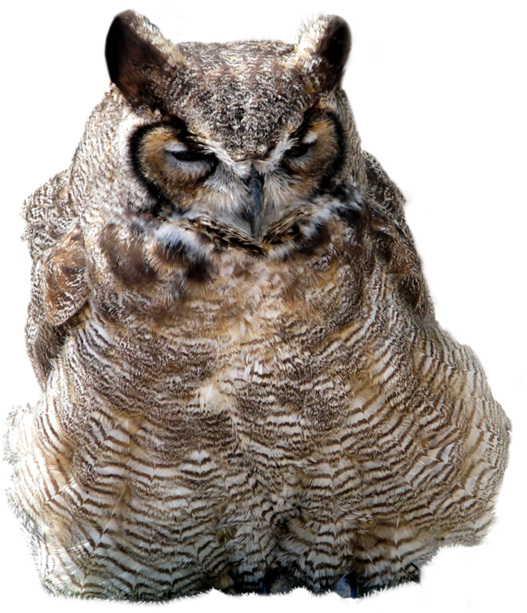 Owl Png, Download Png Image With Transparent Background, - Portable Network Graphics (800x895), Png Download