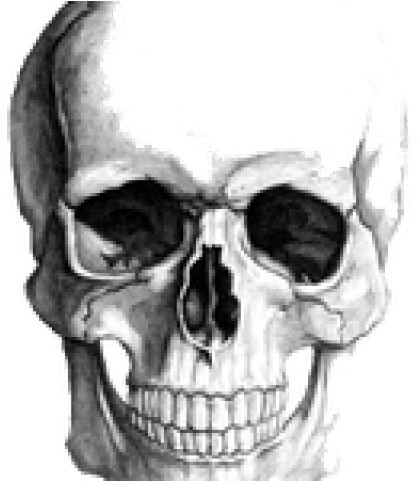 Realistic Skull Drawing (640x480), Png Download