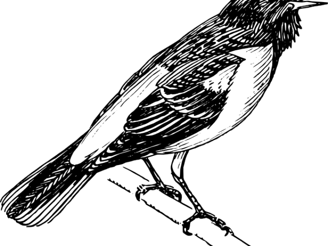 Mockingbird Clipart Vector - Orioles Bird Black And White (640x480), Png Download