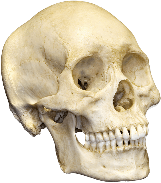 Human Skull Bone (600x675), Png Download