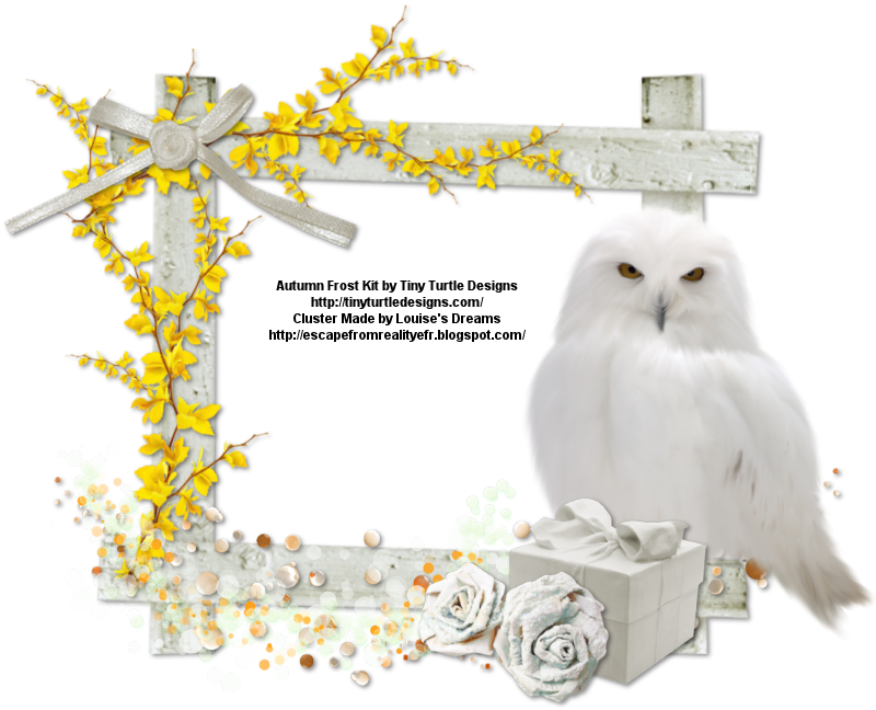 Then Right Click And Select Save Image As - Snowy Owl (800x648), Png Download