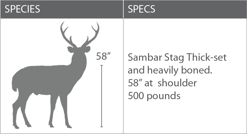 A Rifle Of Relatively High-striking Energy Should Be - Cat (961x530), Png Download