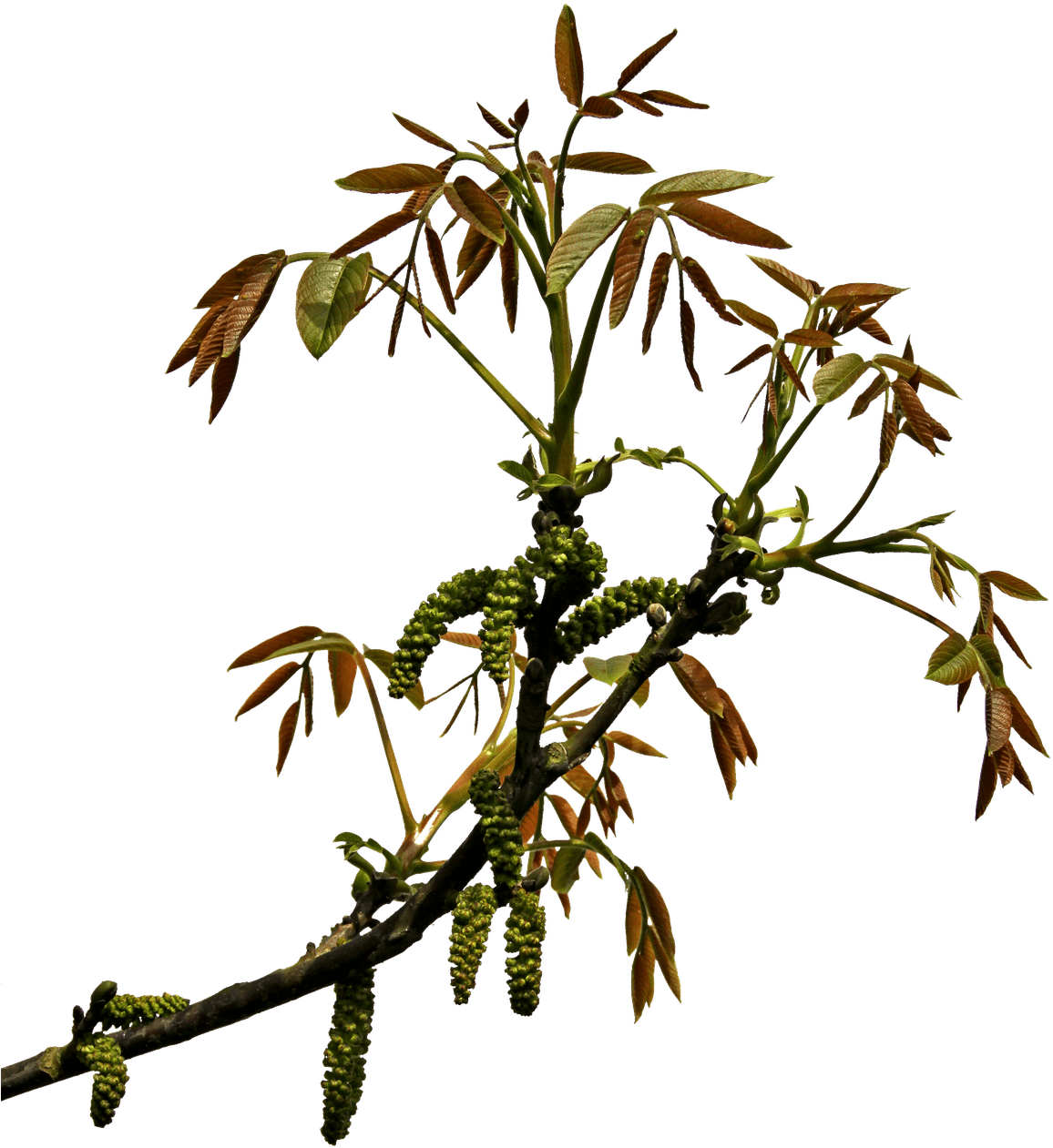 Descargar - Branches Transparency Png (1248x1280), Png Download