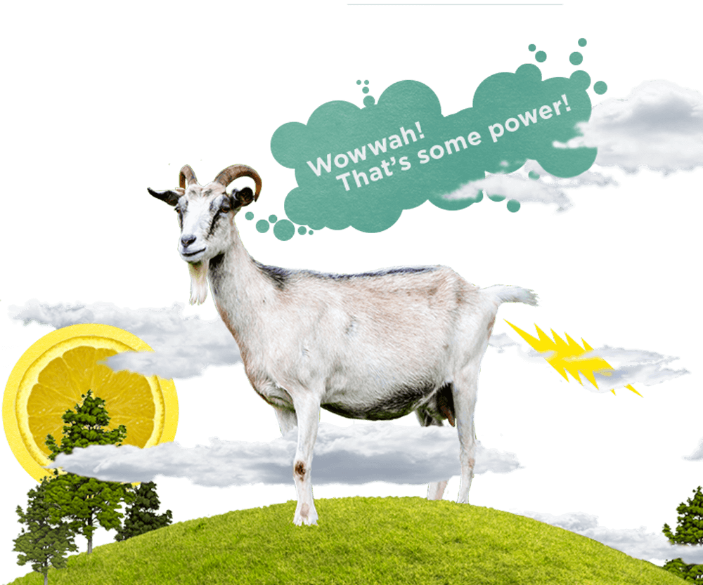 Offset Your Emissions From Electricity - Goat (1000x833), Png Download