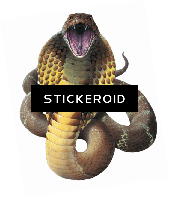 Cobra Snake - Wamex Wallmonkeys King Cobra Snake Ophiophagus Hannah (564x661), Png Download