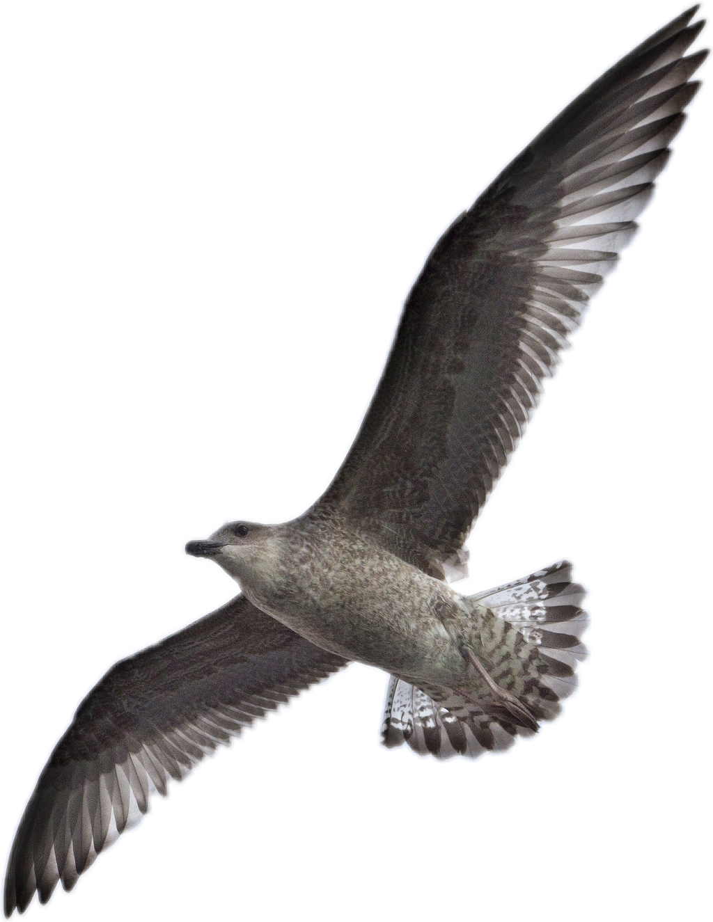 Report Abuse - Birds Png (1024x1325), Png Download