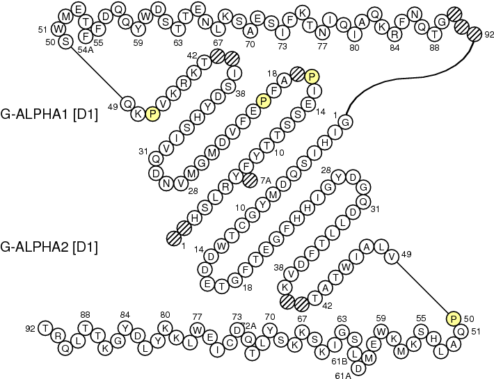 Collier Oncmyk Uga G Domain - Immunoglobulin G Beta Turns (861x563), Png Download