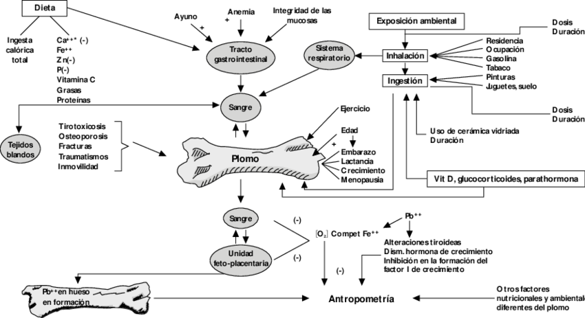Modelo Biológico Del Plomo En Hueso - Biology (850x463), Png Download