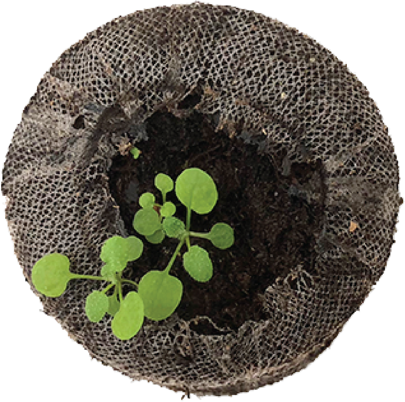 Seven Weeks Before The Actual Experiment Plant Seeds - Placemat (1434x1434), Png Download