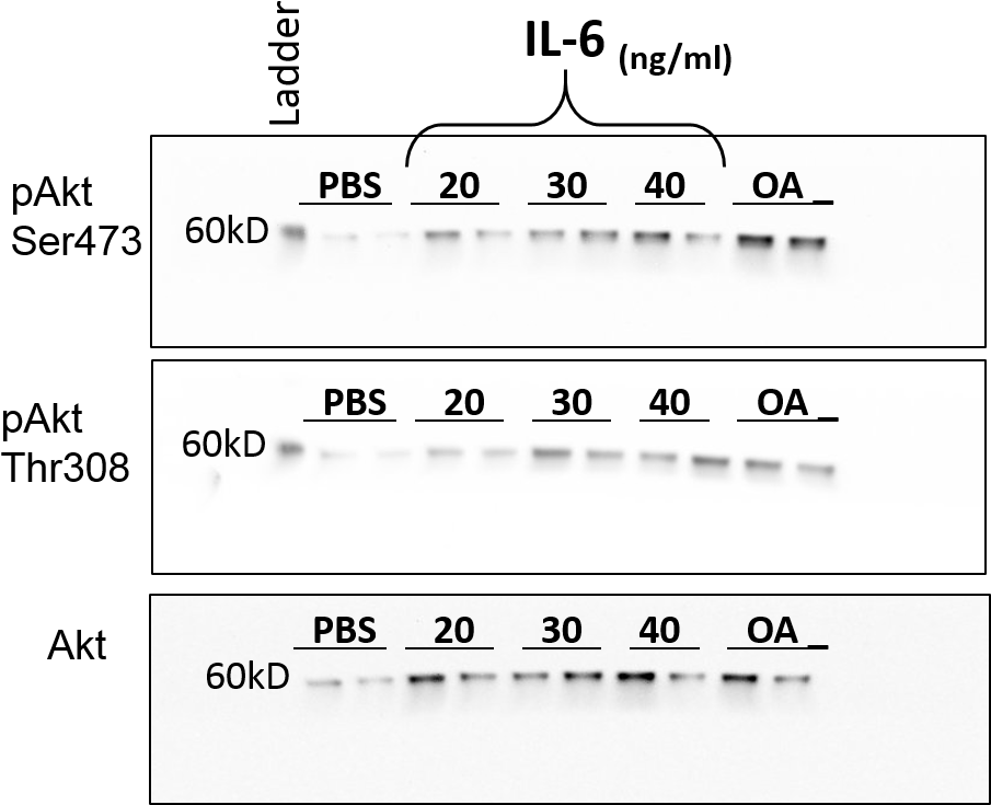 In Vitro Bioactivity In Cell Culture Recombinant Human - In Vitro (928x804), Png Download