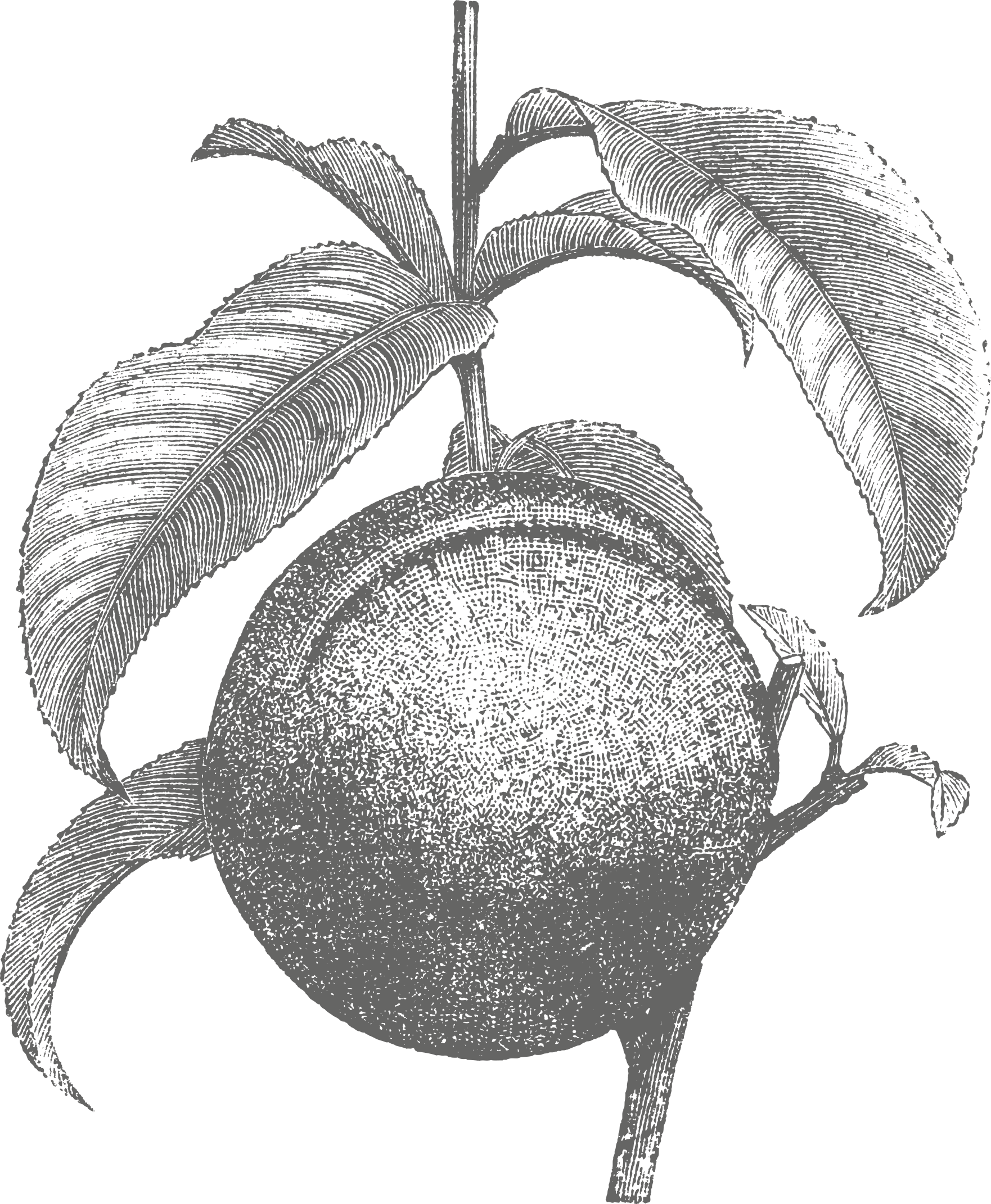 Party@tacopartygj - Com - Drawing (1762x2142), Png Download