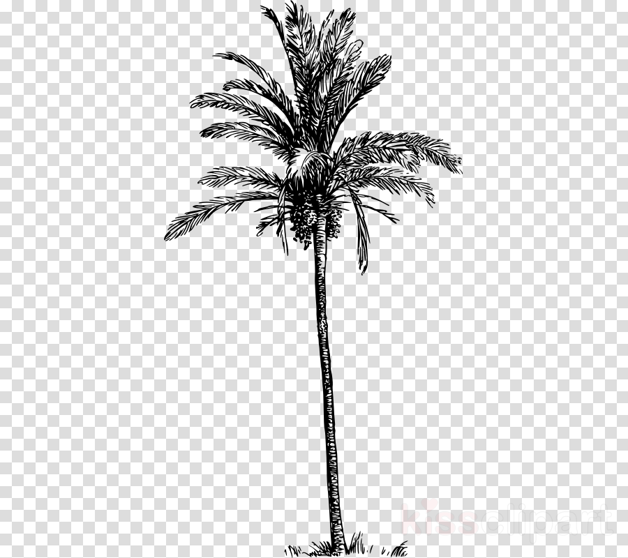 Download Watercolor Painting Clipart Asian Palmyra - Palm Trees (900x800), Png Download