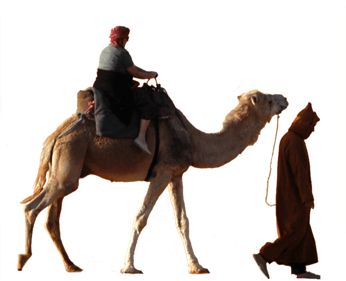 Travel Further By Traveling Together - Arabian Camel (764x616), Png Download