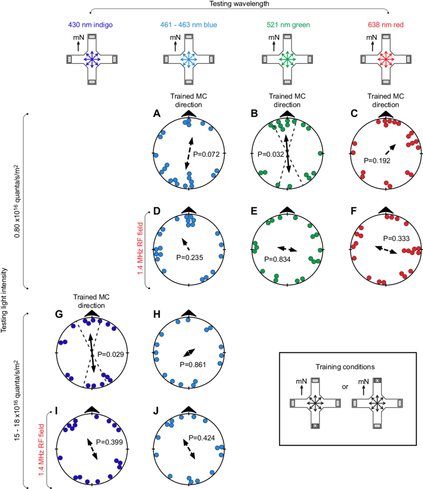 Magnetic Compass Orientation Of Zebra Finches Under - Download (850x982), Png Download