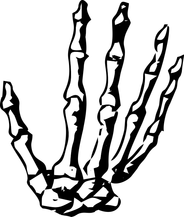 Thumb Image - Skeleton Hand No Background (611x720), Png Download