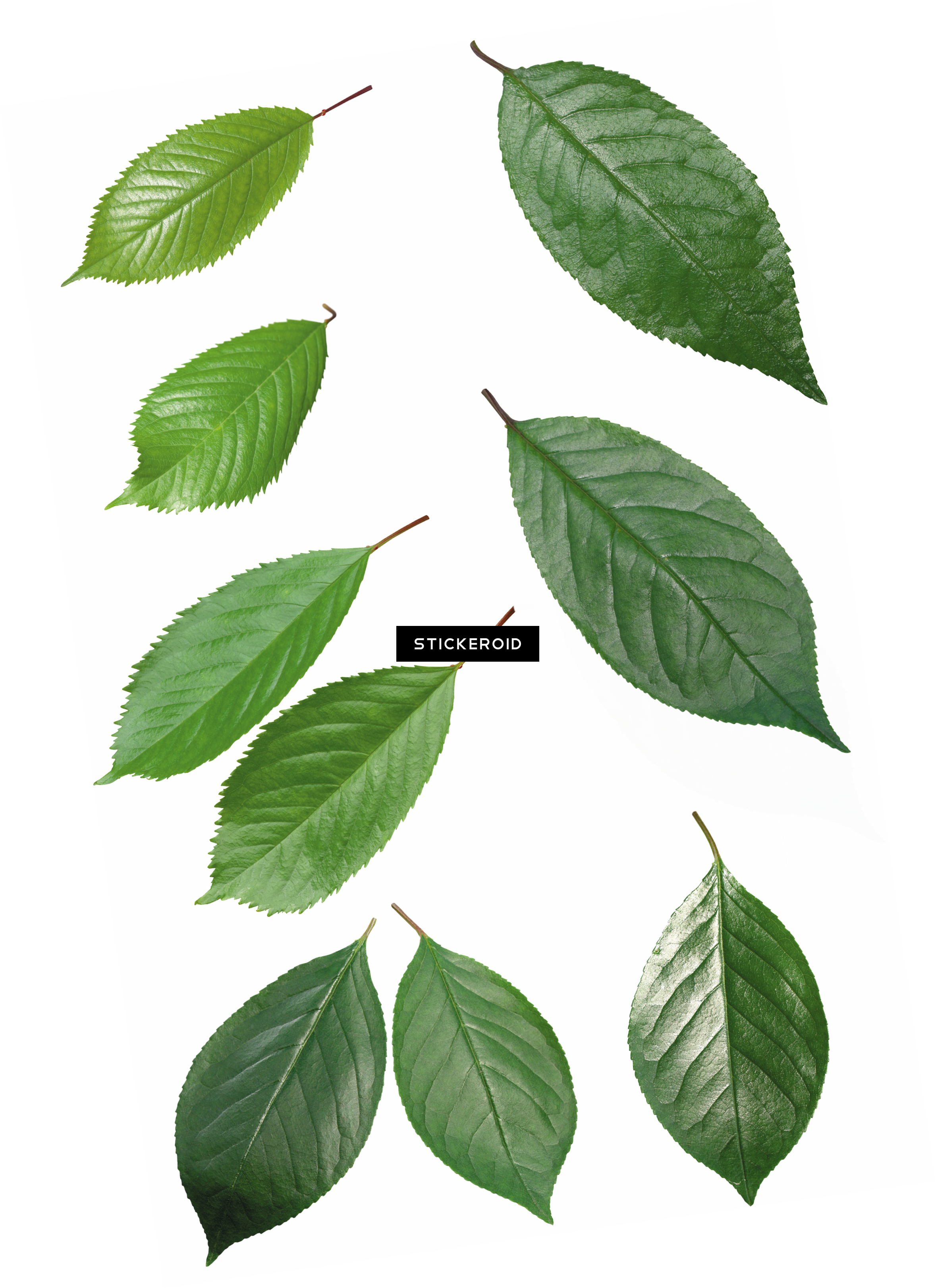Green Leaf Leaves - Transparent Background Green Leaf (2357x3243), Png Download