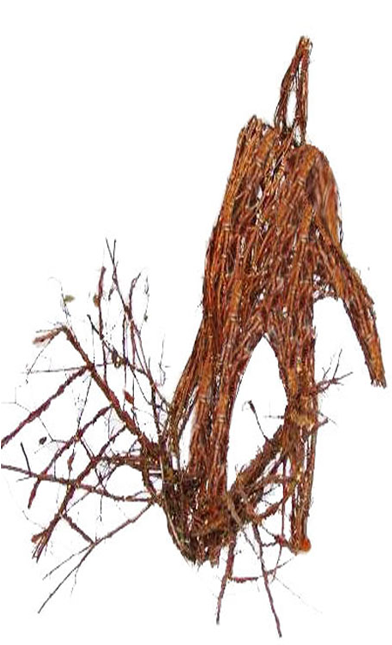 Grazing Winged Elm Deer 32" - Christmas Day (391x796), Png Download