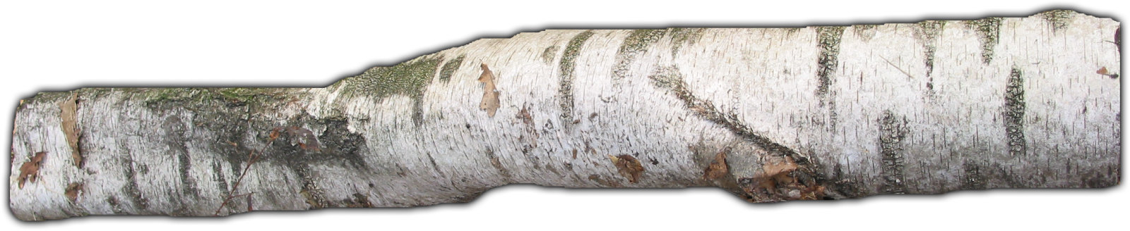 837k Branch07 Kpl - Driftwood (1600x328), Png Download