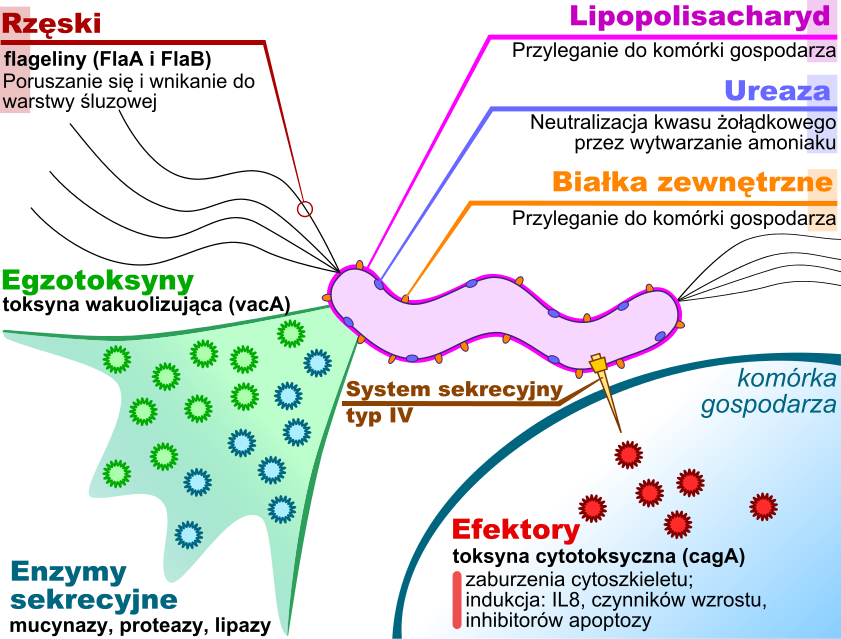 H Pylori Virulence Factors Pl - Diagram (841x639), Png Download