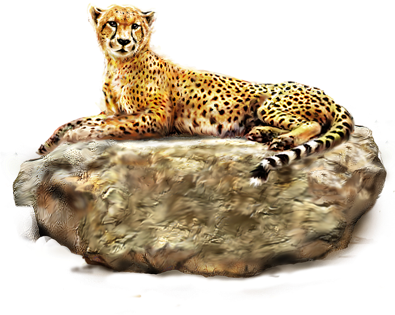 Cheetah Png Images Bulk - Encyclopedia Of Animals [book] (784x784), Png Download