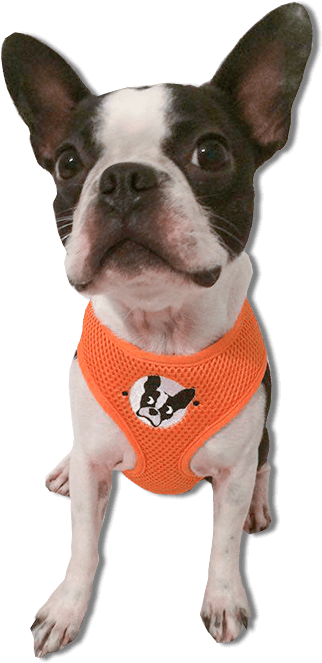 Boston Terrier Harness - Boston Terrier No Background (750x750), Png Download