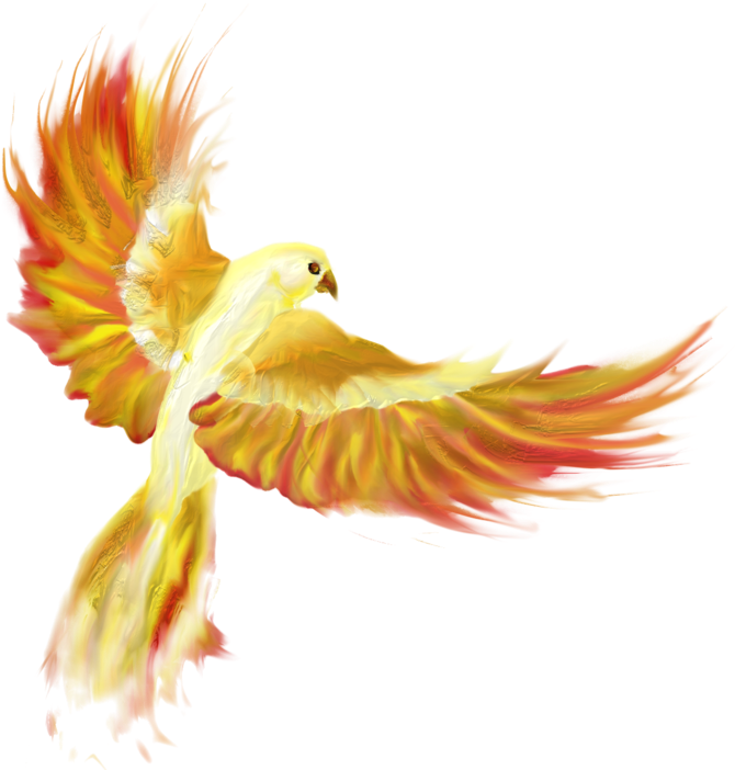 Firebird Png - Cat (800x800), Png Download