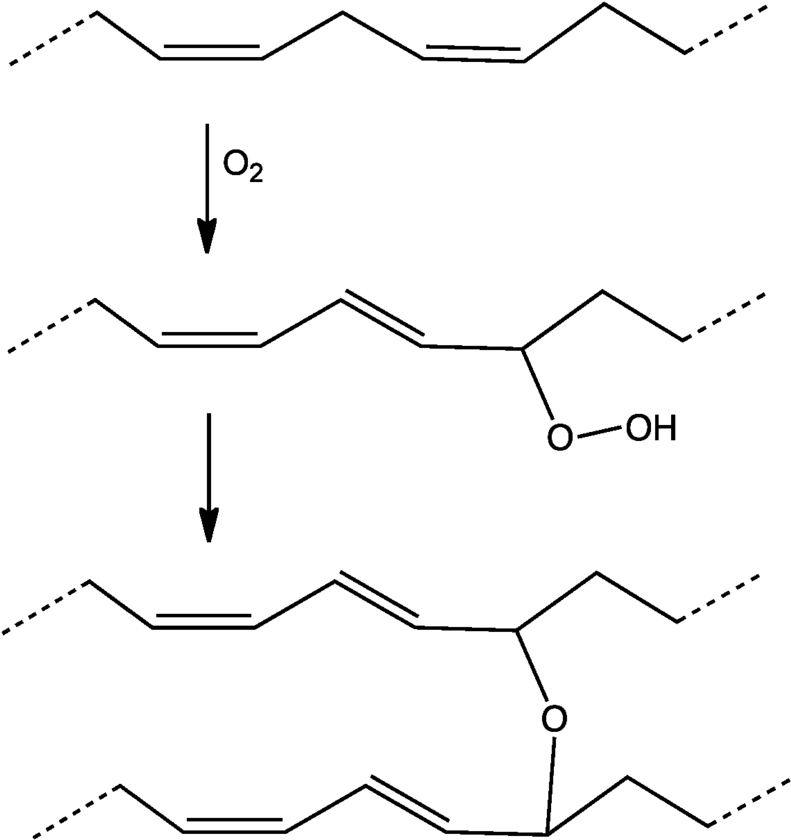 El Doble Enlace De Otro Ácido Graso Formando Un Polímero - Oxidação Do Ácido Linoleico (800x849), Png Download