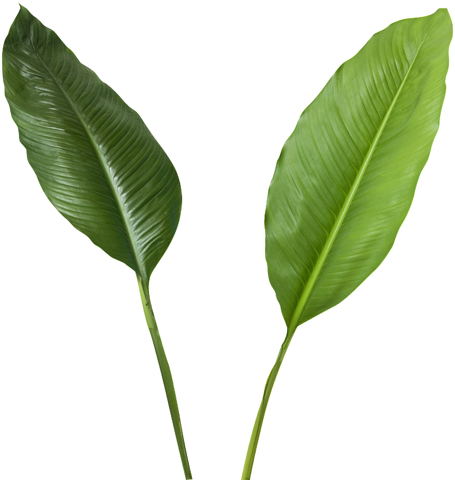 Green Leaves Transparent - Coconut (1024x985), Png Download