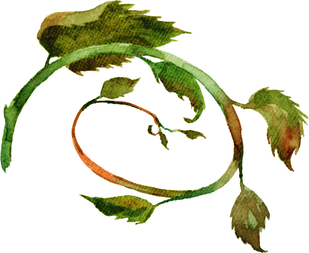 Hand Painted Loofah Leaves Png Transparent - Portable Network Graphics (1024x839), Png Download