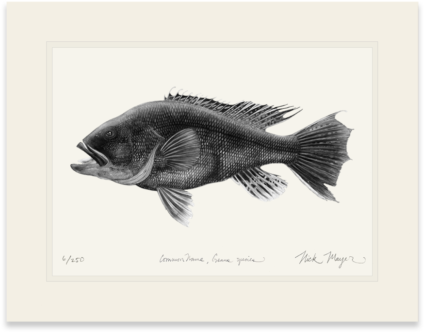 Black Sea Bass, - Watercolor Painting (1024x855), Png Download