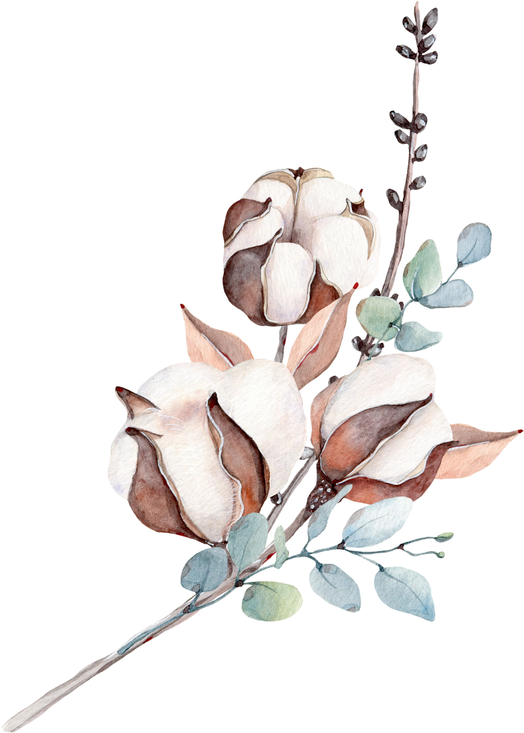 Фотки Botanical Illustration - Watercolor Cotton Flower (1141x1600), Png Download