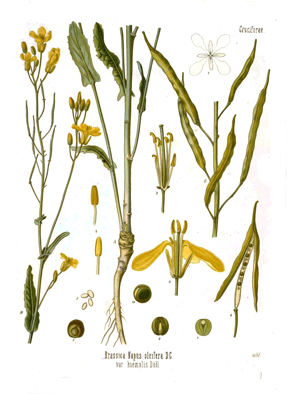 Canola Flower, Mustard Plant, Seed Illustration, Botanical - Legitrape-svg.png Shower Curtain (961x1302), Png Download