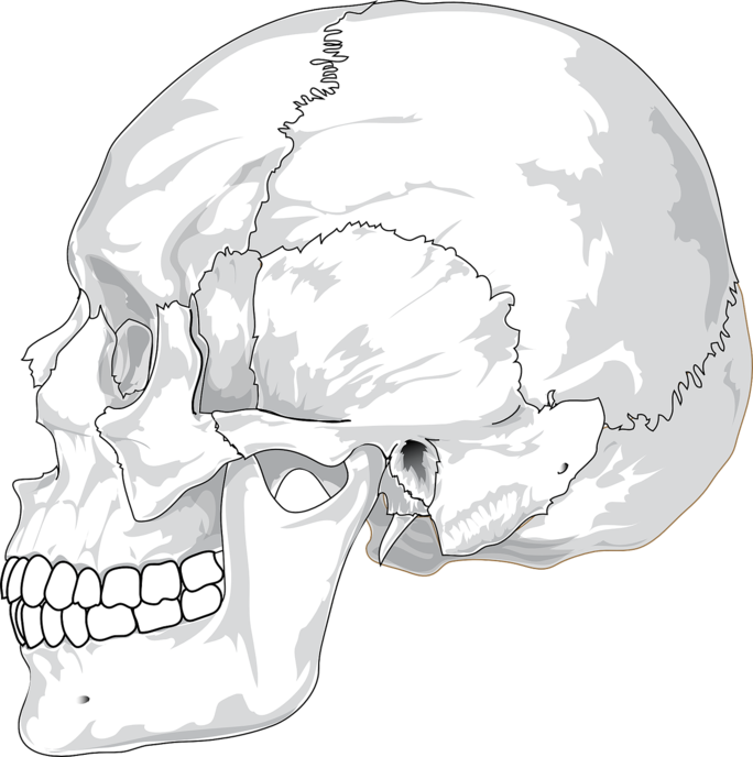 5 Reasons Your Jaw Clicks Or Pops When You Chew - Skull Side View Png (684x688), Png Download