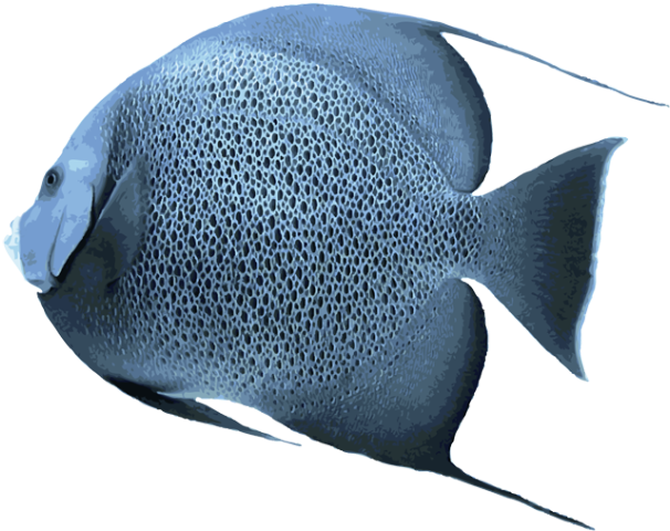 Angelfish Transparent Png - Salt Water Fish Png (639x531), Png Download