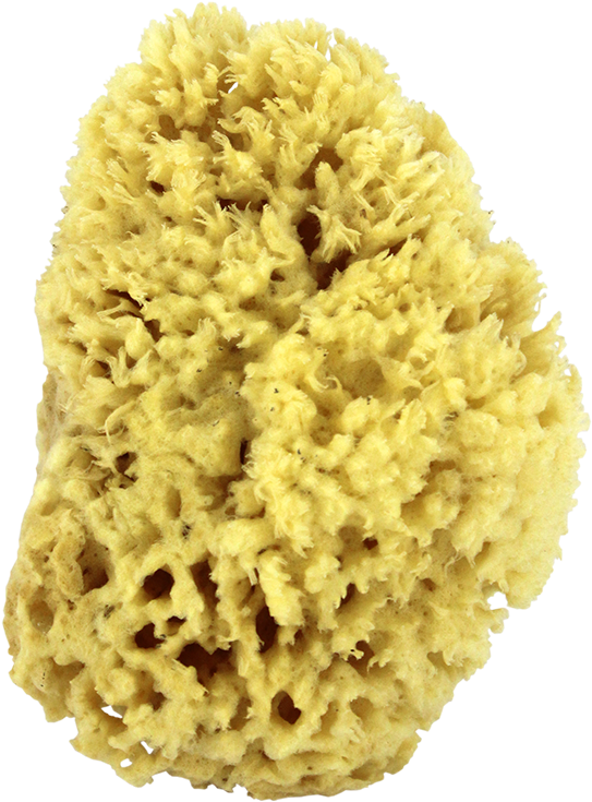 Sea Wool Natural Bath Sponge 5" - Sea (611x817), Png Download