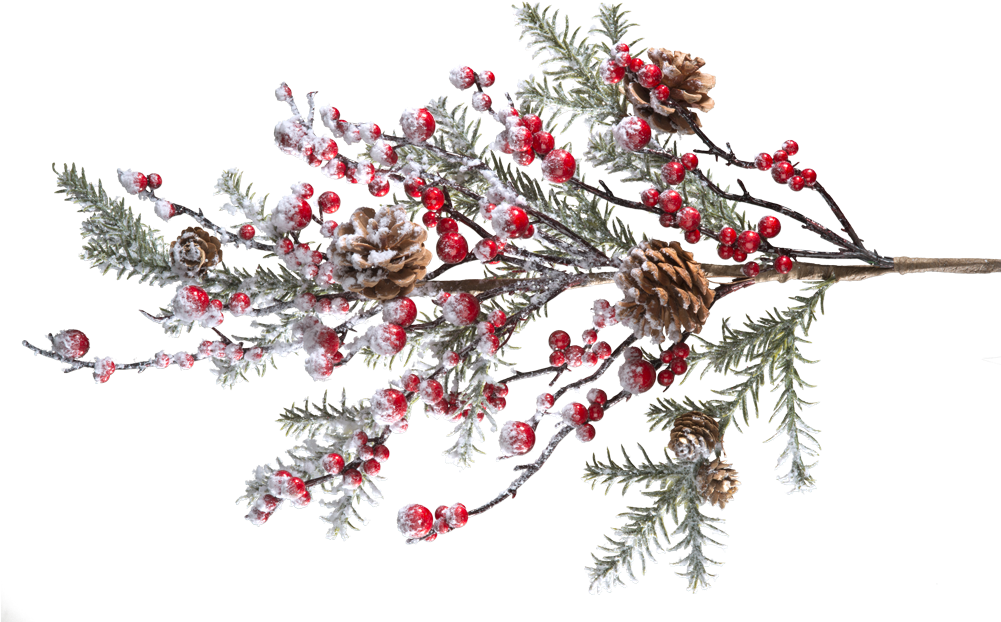 Holly Branch Png - Berry (1000x666), Png Download