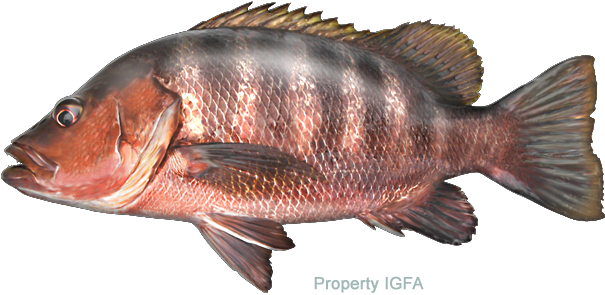 Freshwater Line Class Records - Lutjanus Goldiei (720x393), Png Download