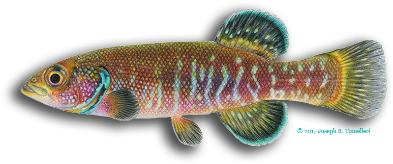 Test Your Ichthyology Iq On The Fish Quiz, Stumping - Fish (900x433), Png Download