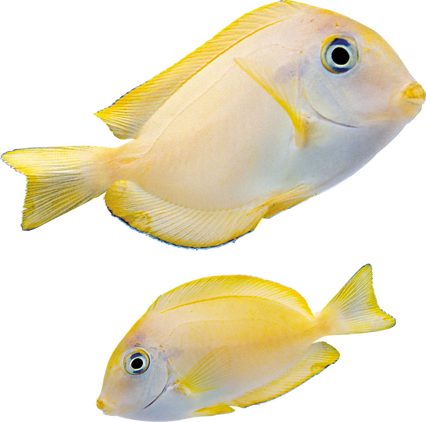 Fish Png - Marine Fish Png (1767x1749), Png Download