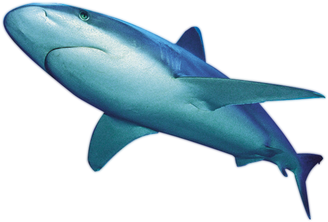 Shark Png File (650x450), Png Download