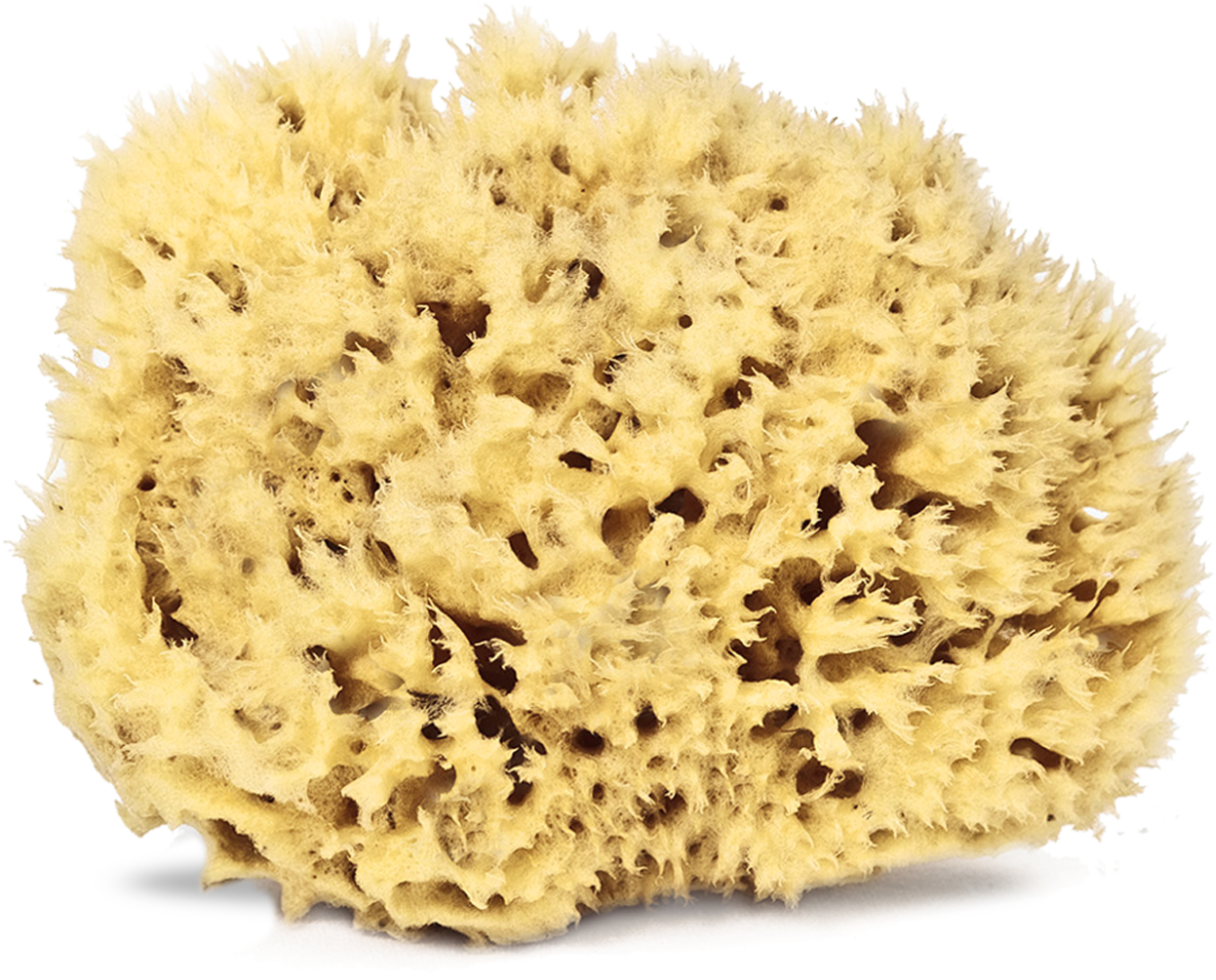 Sponge (1755x2048), Png Download