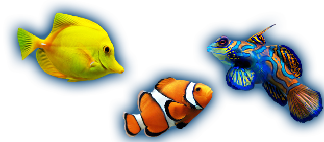 Picture Fascinating - Pc Rec - - Mandarin Goby, For The Love Of Fish: Blank 150 Page (635x280), Png Download